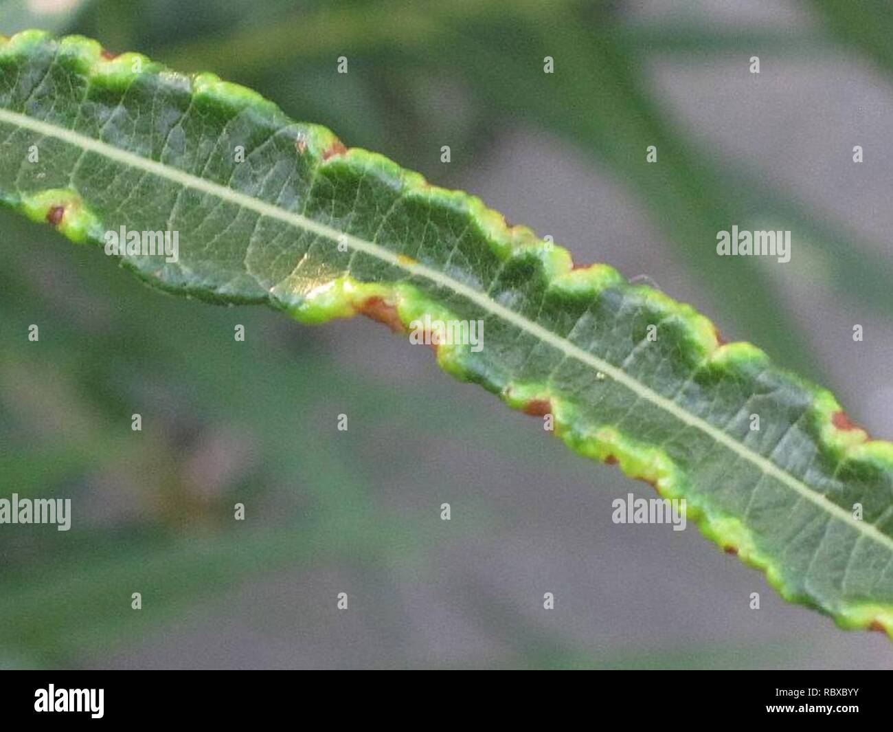 Aculus Sp Acari sp hi-res stock photography and images - Alamy