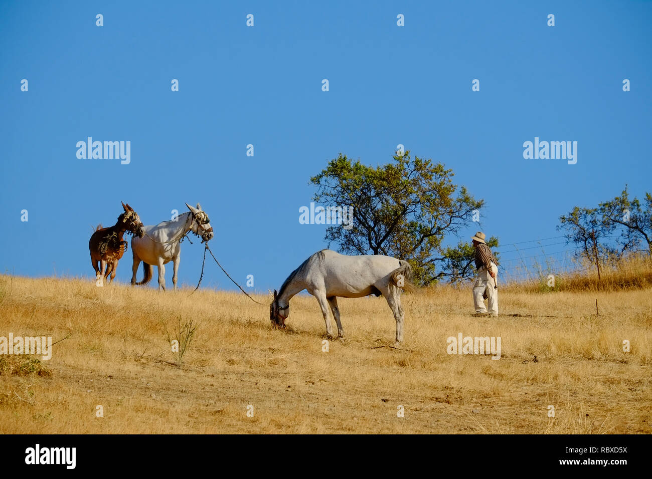 Elderly farmer tethering his working mules on dry pasture. Cerro Moro, Carcabuey, Andalucia. Spain Stock Photo