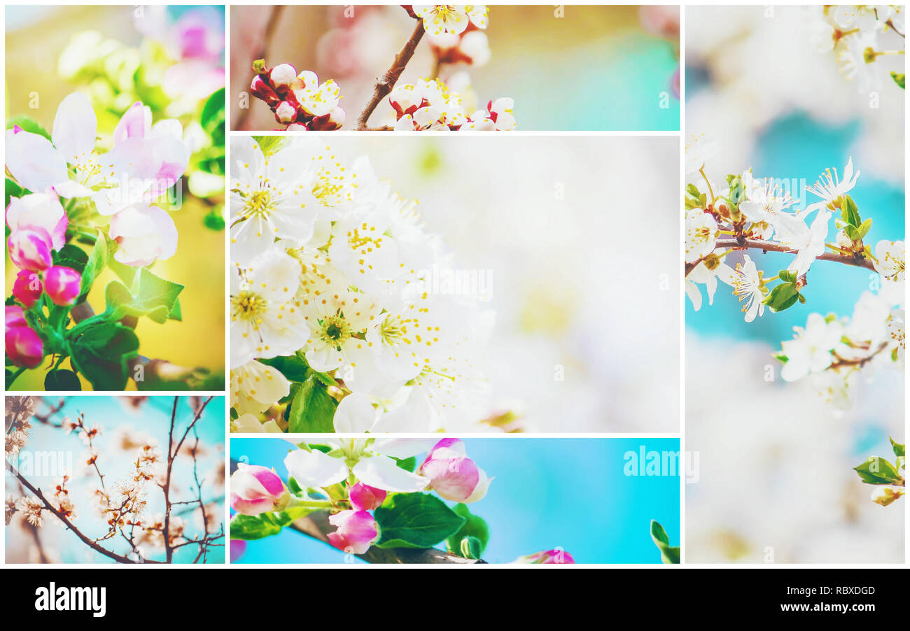Spring flowering trees. Collage. Selective focus. nature Stock Photo ...