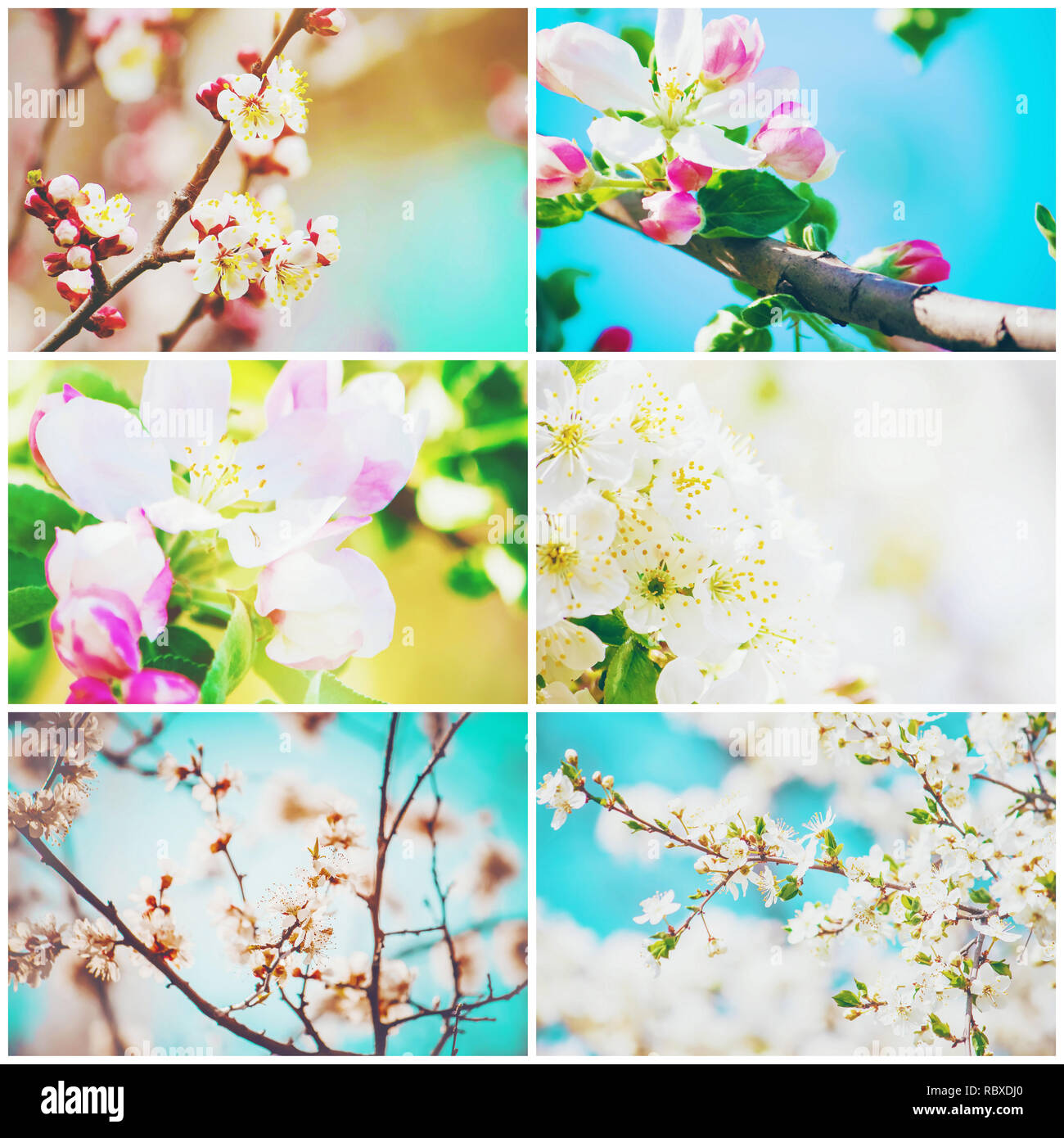 Spring flowering trees. Collage. Selective focus. nature Stock Photo ...