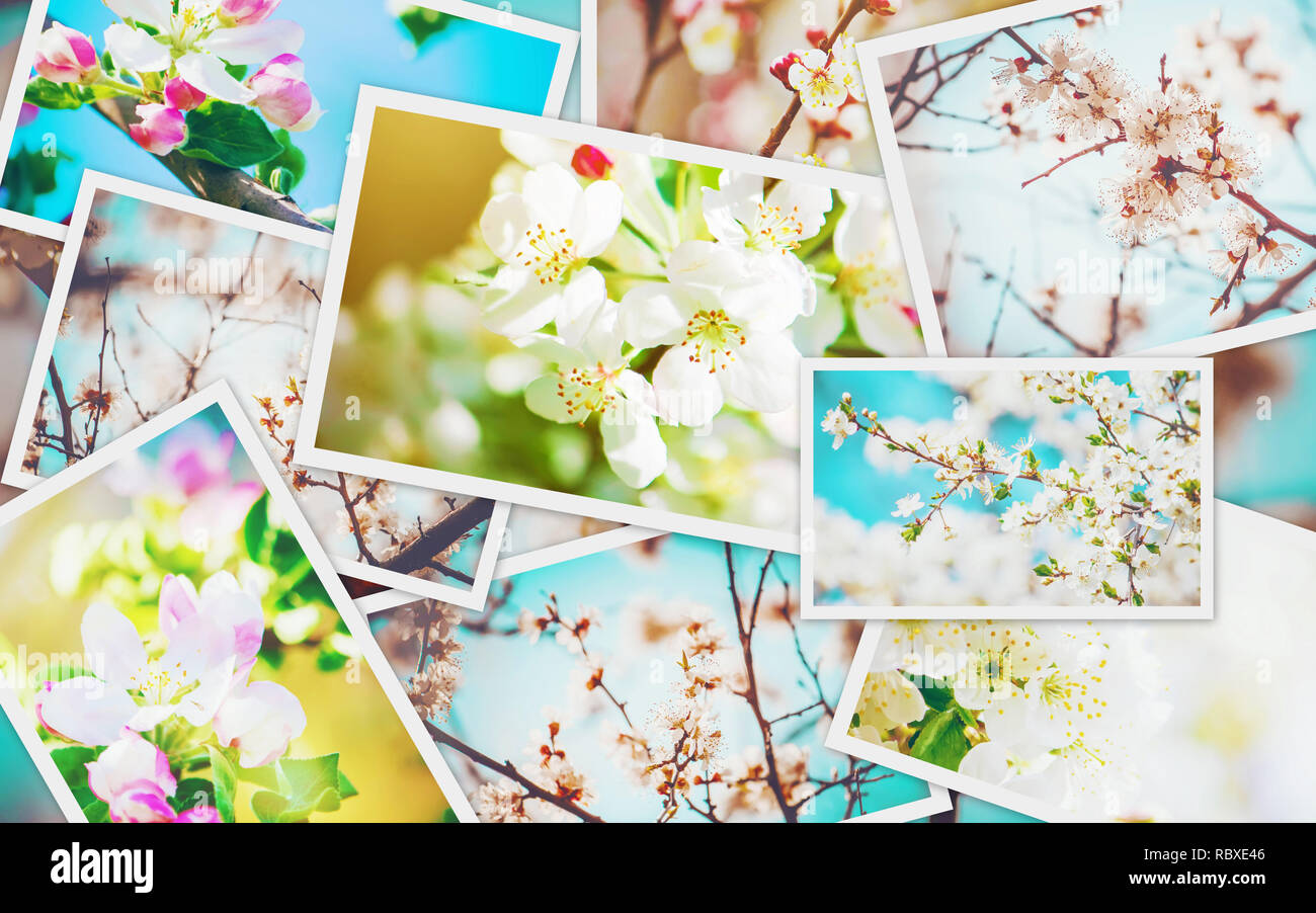 Spring flowering trees. Collage. Selective focus. nature Stock Photo ...