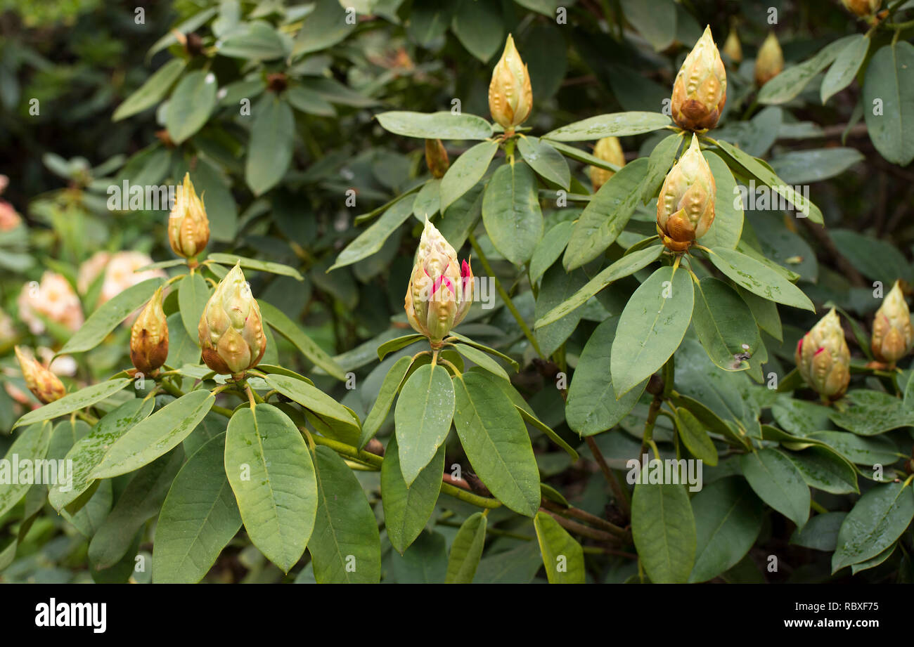 Rhododendron buds hires stock photography and images Alamy