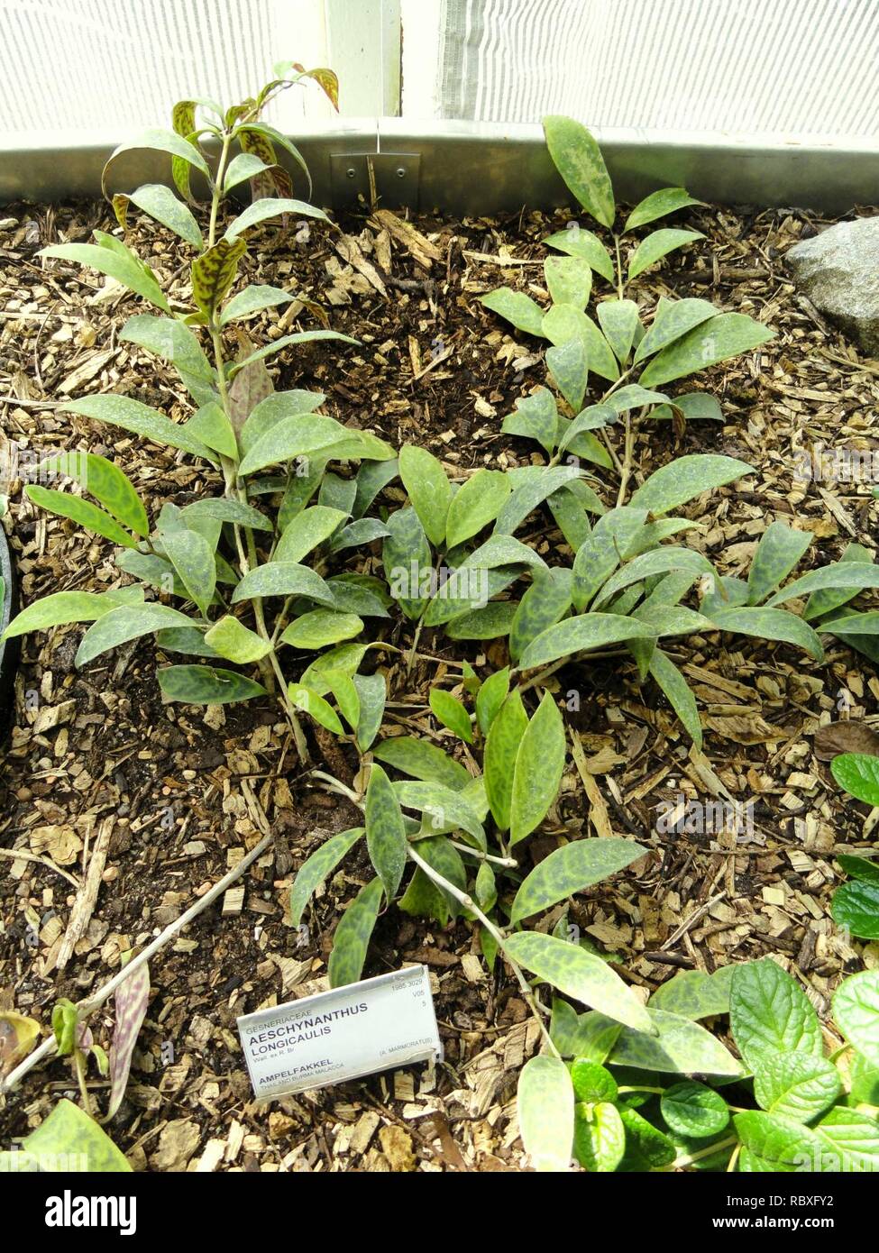 Aeschynanthus longicaulis - Copenhagen Botanical Garden - DSC07975. Stock Photo