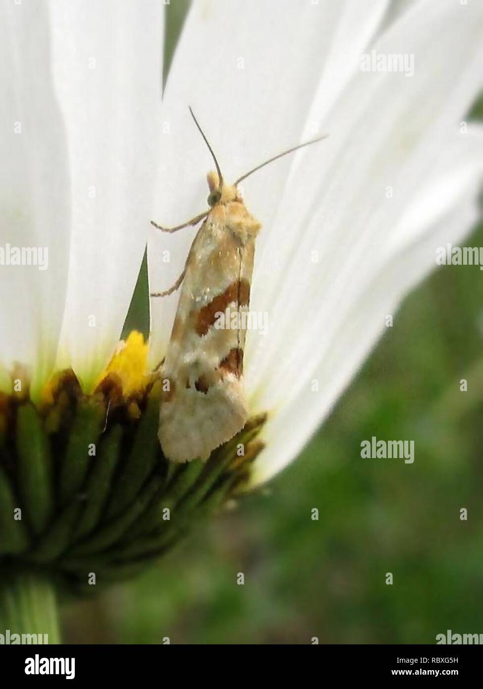 Smeathmanniana hi-res stock photography and images - Alamy