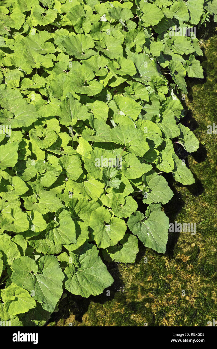 carpet of leaves of butterbur on the bank of a stream Stock Photo