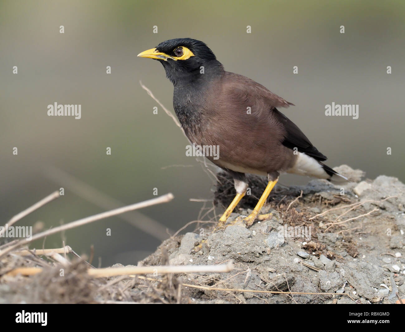 Common myna, Acridotheres tristis, Single bird on rock, Taiwan, January ...