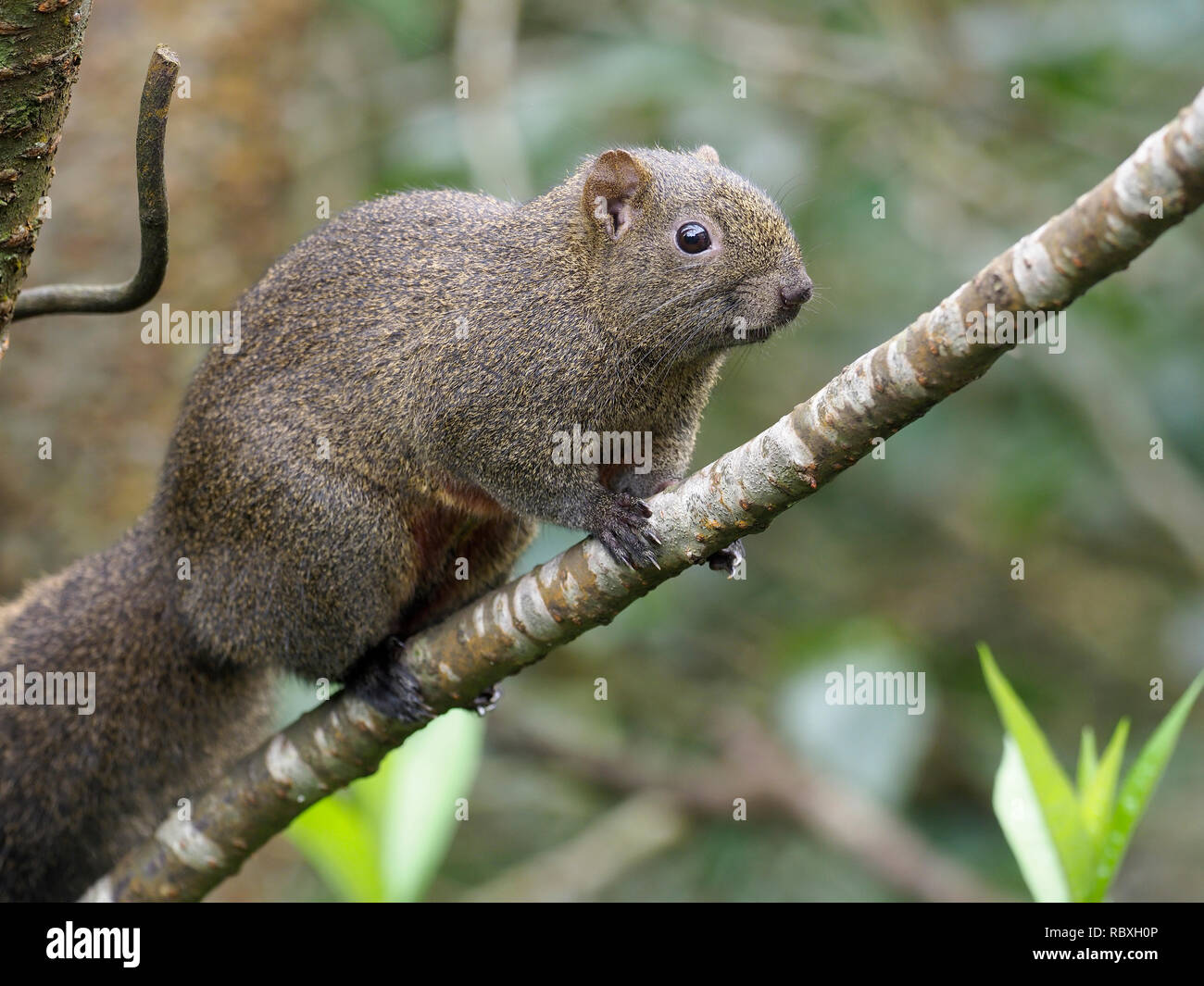 Pallas's squirrel, Callosciurus erythraeus, Single mammal on branch, Taiwan, January 2019 Stock Photo