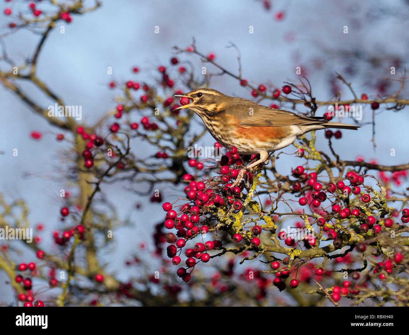 Redwing, Turdus iliacus, single bird on Hawthorn bush, December 2018 Stock Photo