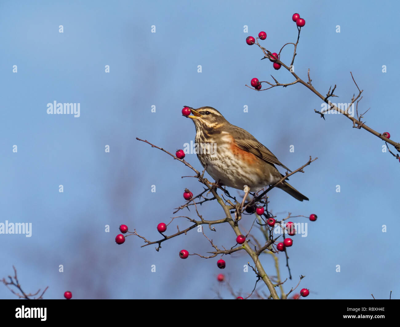 Redwing, Turdus iliacus, single bird on Hawthorn bush, December 2018 Stock Photo