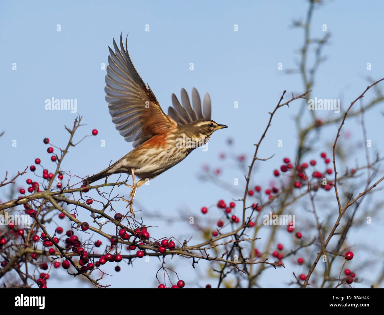 Redwing, Turdus iliacus, single bird in flight by Hawthorn bush, December 2018 Stock Photo