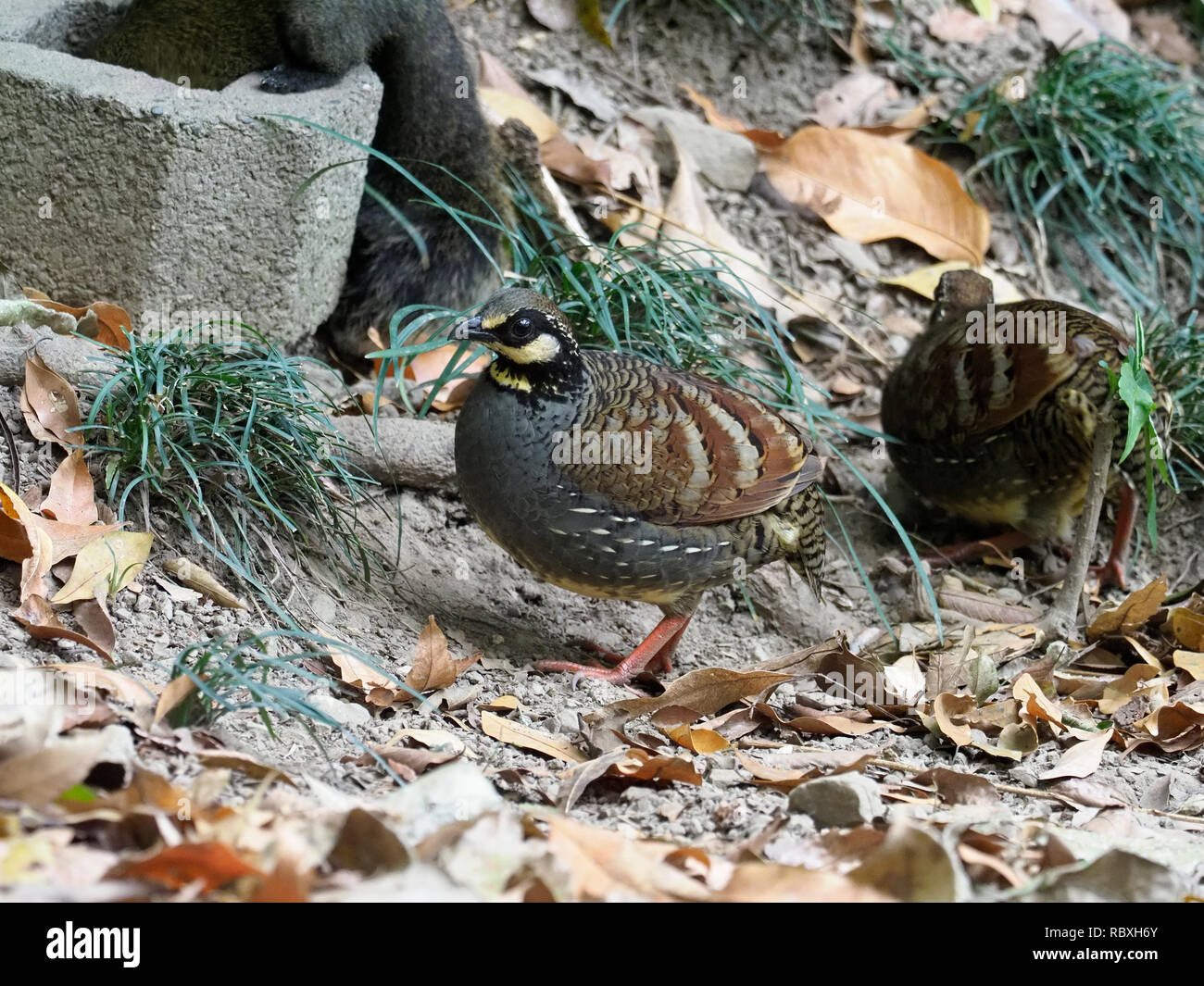 Taiwan hill-partridge, Arborophila crudigularis, Single bird on ground, Taiwan, January 2019 Stock Photo