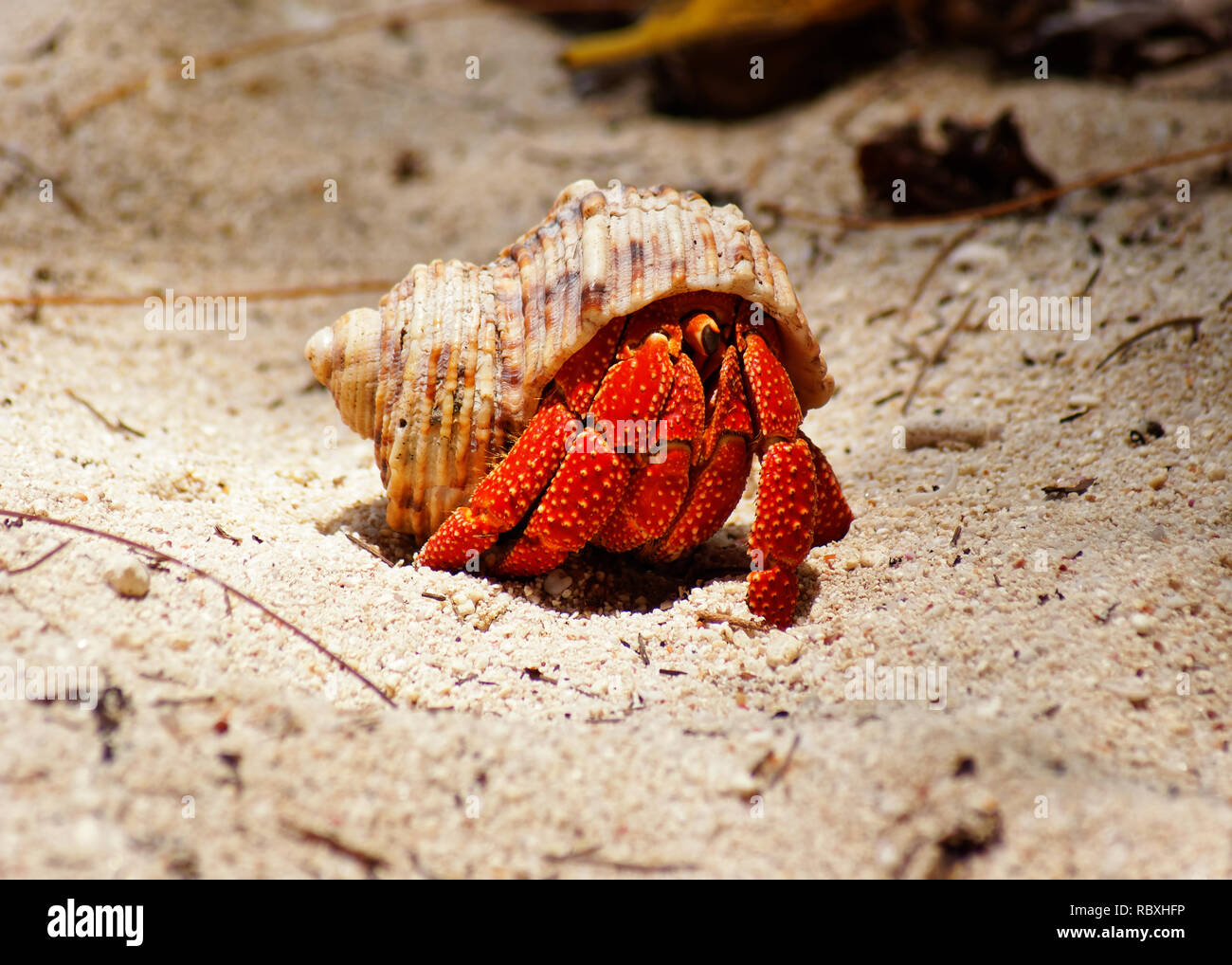 Coenobitidae hi-res stock photography and images - Alamy