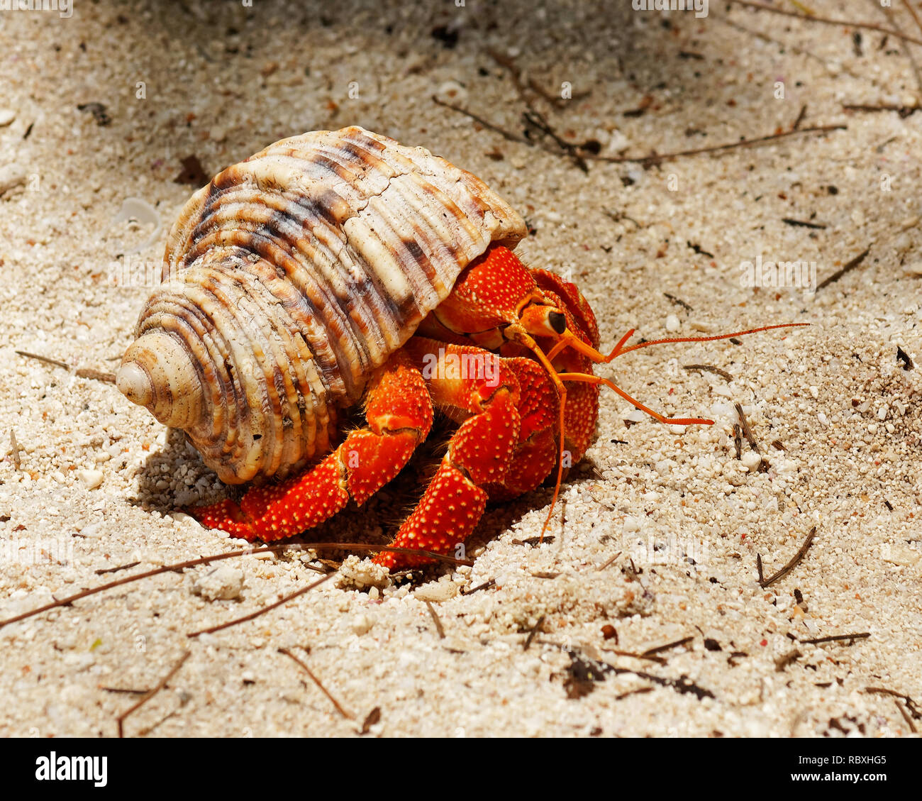 Crab animal animals wildlife one hires stock photography and images