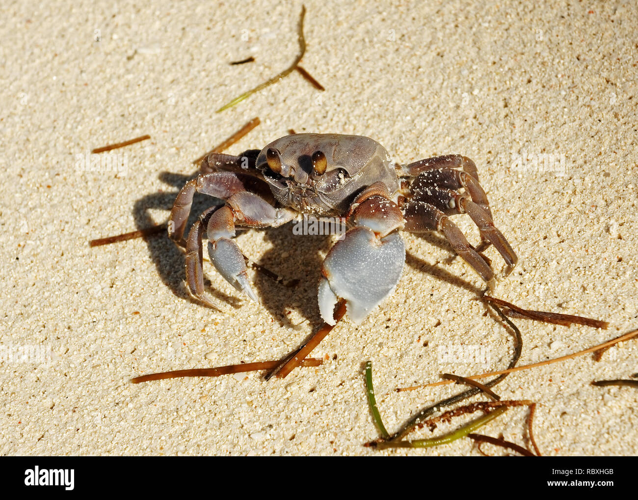 Close-up of a Gray-colored Ghost crab (Ocypode cordimanus) on the beach - Location: Seychelles Stock Photo