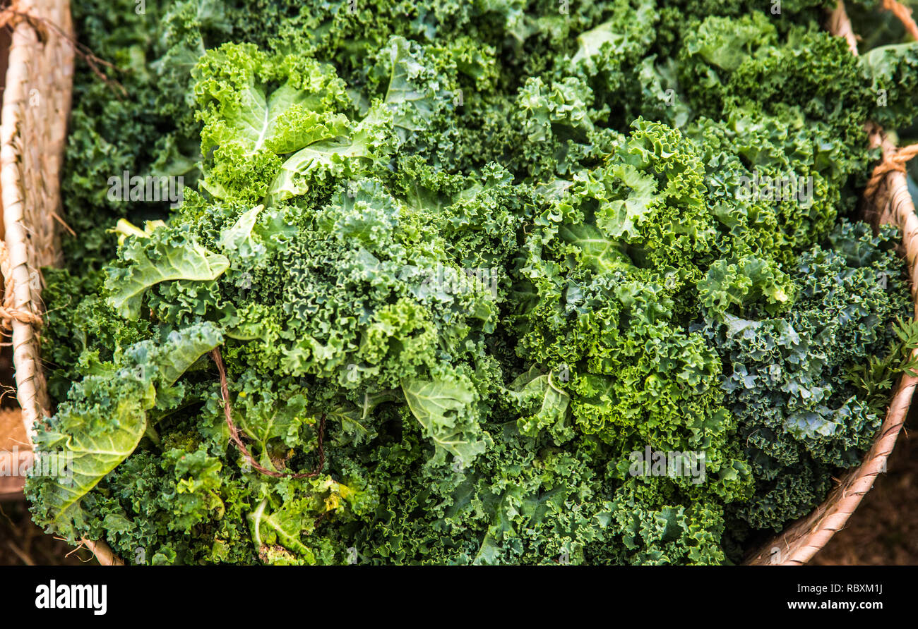 Kale at organic farmer's market Stock Photo Alamy