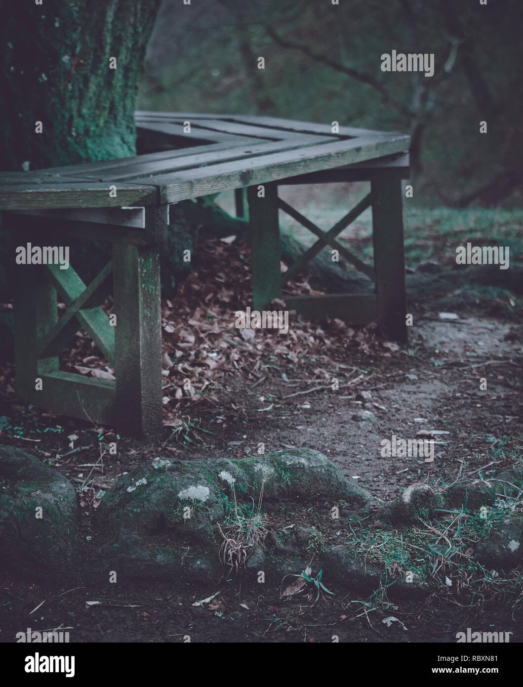 Tree root close-up Stock Photo - Alamy