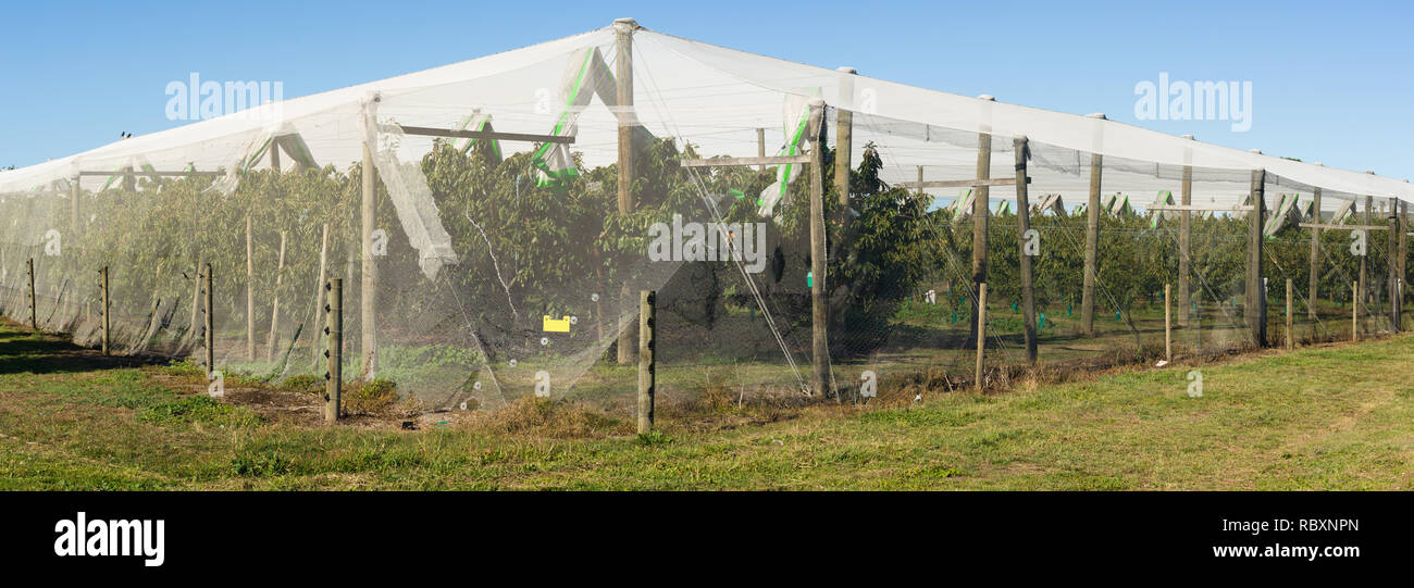 An apple orchard protected by anti bird netting to stop birds damaging fruit trees in Havelock North New Zealand Stock Photo