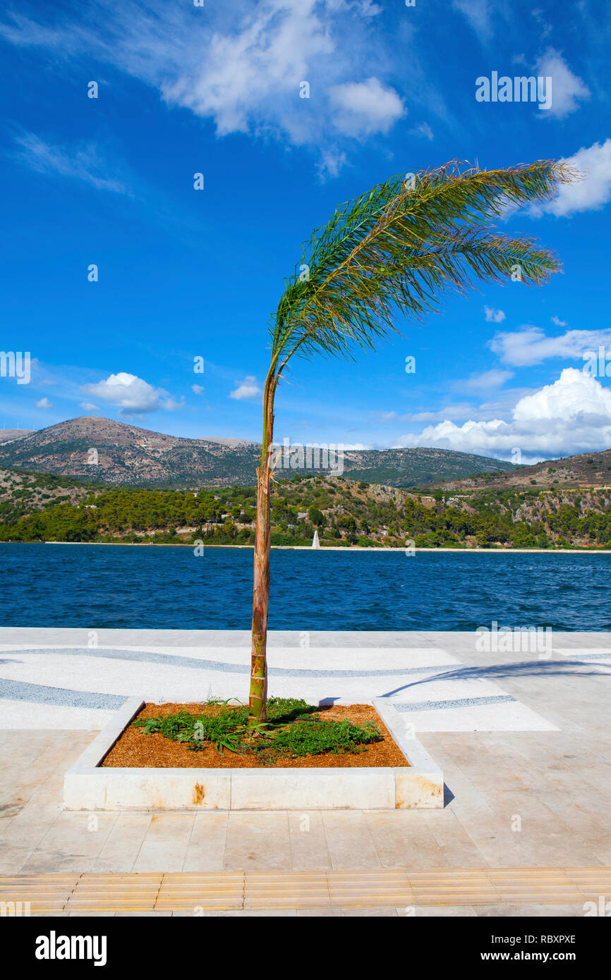 Windblown palm tree on Argostoli harbour wall,  Kefalonia, Greece. Stock Photo