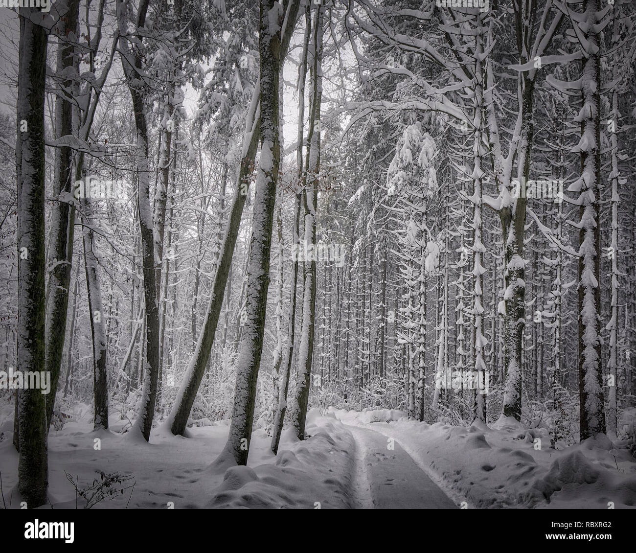 DE - BAVARIA: Wintry forest scene near Bad Tölz  (HDR-Image) Stock Photo