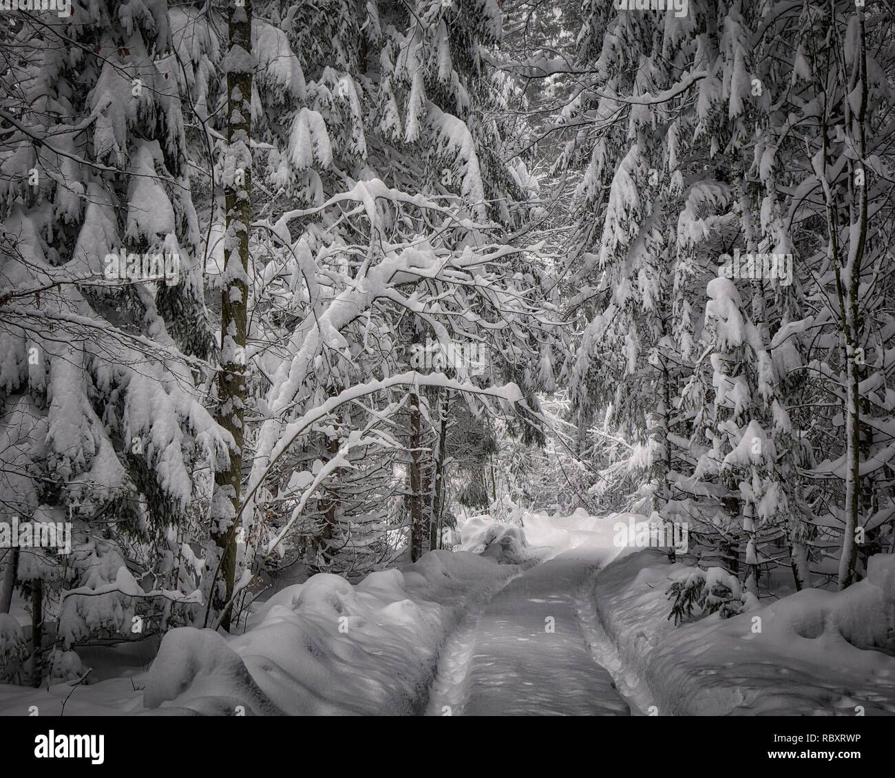 DE - BAVARIA: Wintry forest scene near Bad Tölz  (HDR-Image) Stock Photo