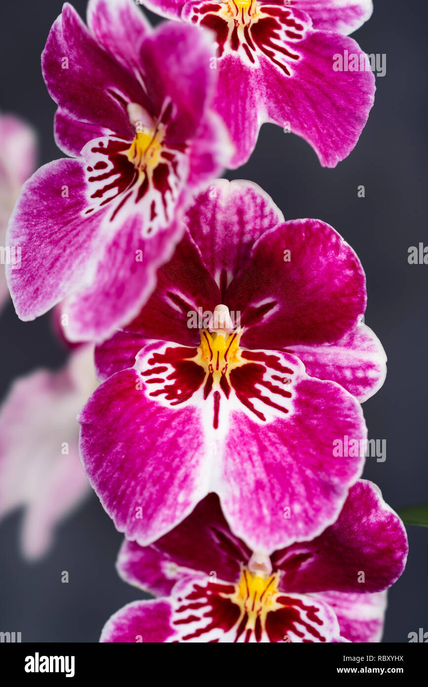 Flower heads of orchid Miltonia 'Red Tide', pansy orchid, native to South America - popular ornamental house plant Stock Photo