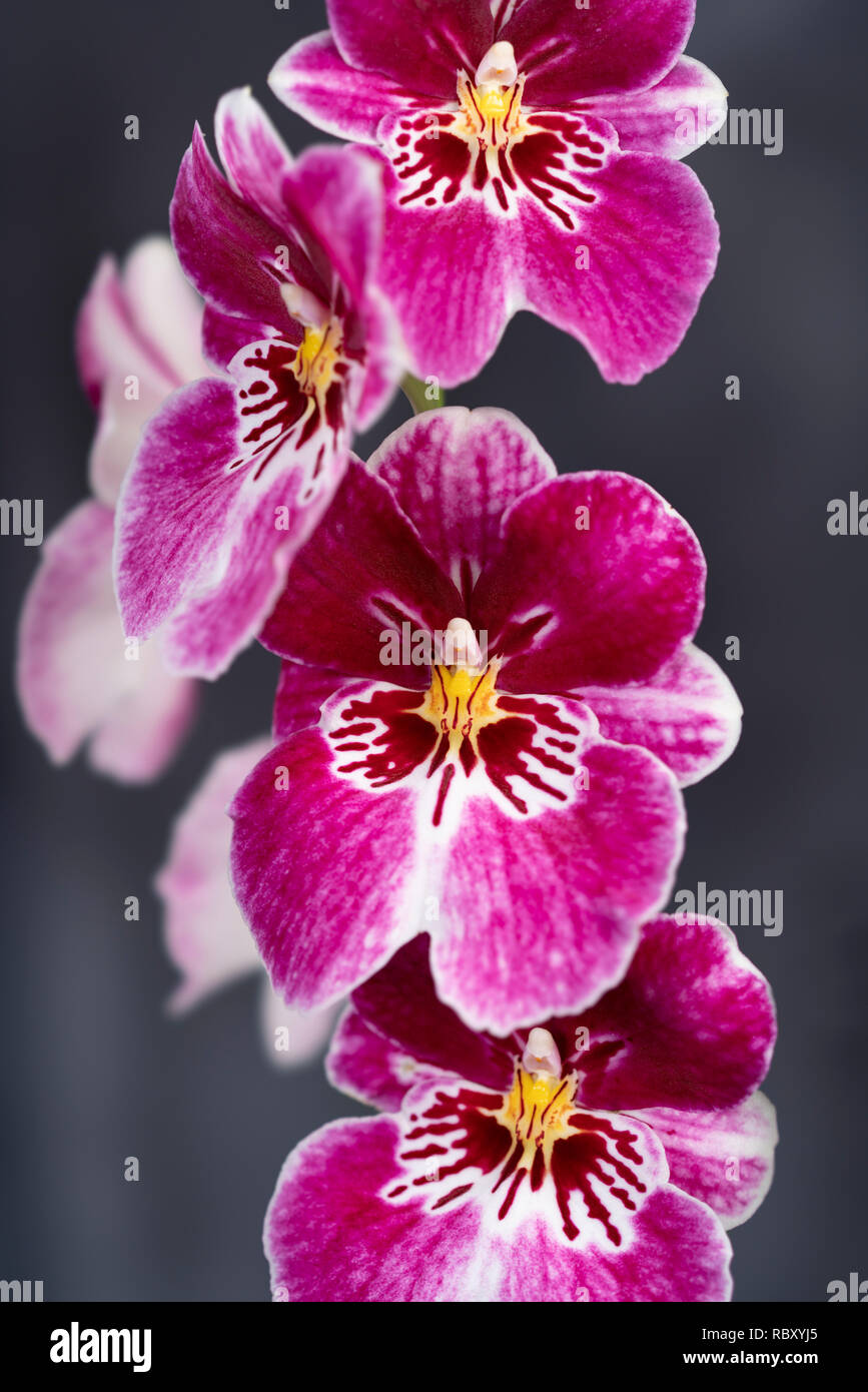 Flower heads of orchid Miltonia 'Red Tide', pansy orchid, native to South America - popular ornamental house plant Stock Photo