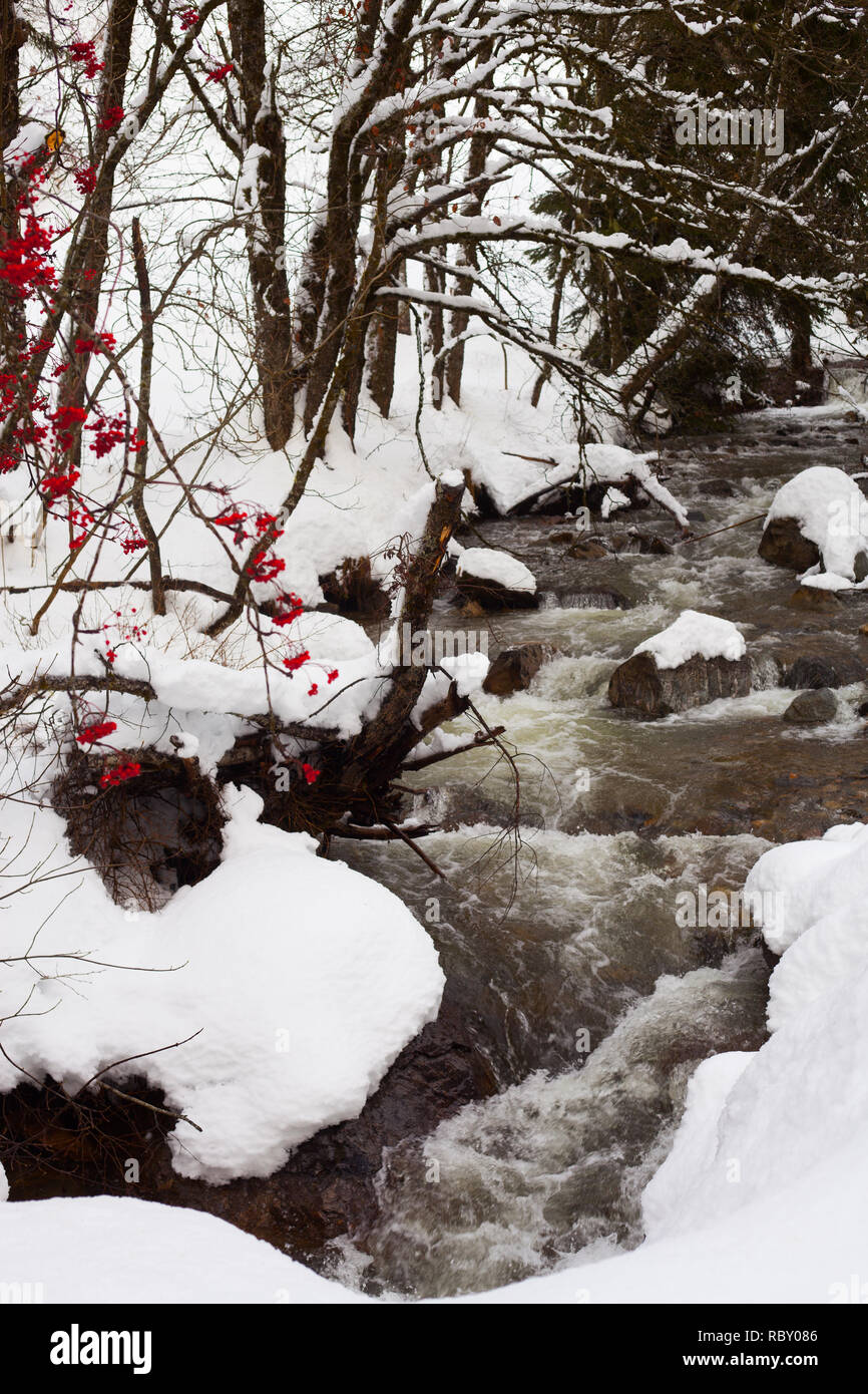 Stream flowing down mountain in Alpine ski resort in France, with red berries on tree overhanging Stock Photo