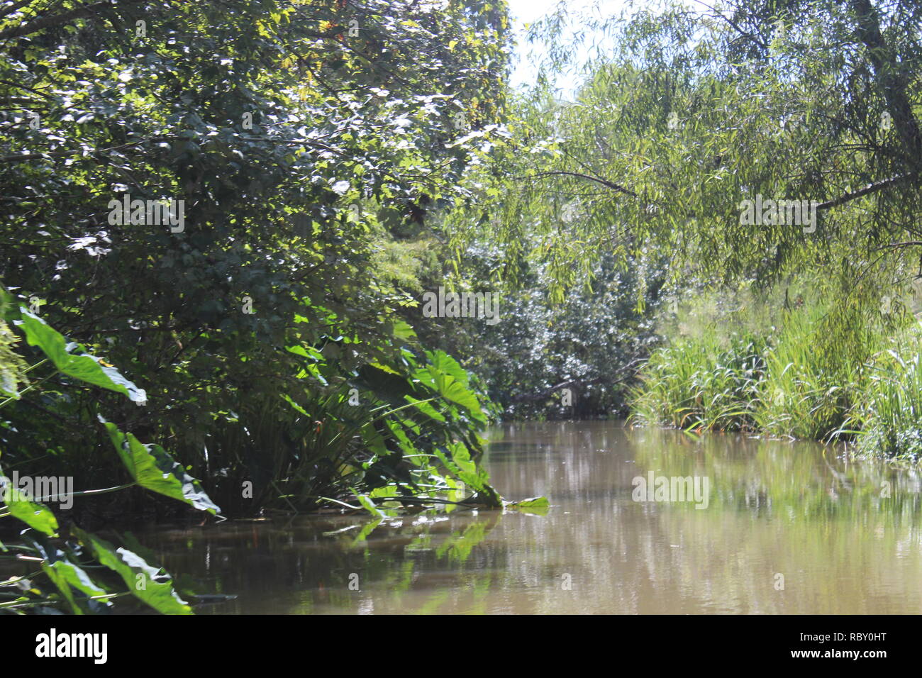 Louisiana swamp boat hi-res stock photography and images - Alamy
