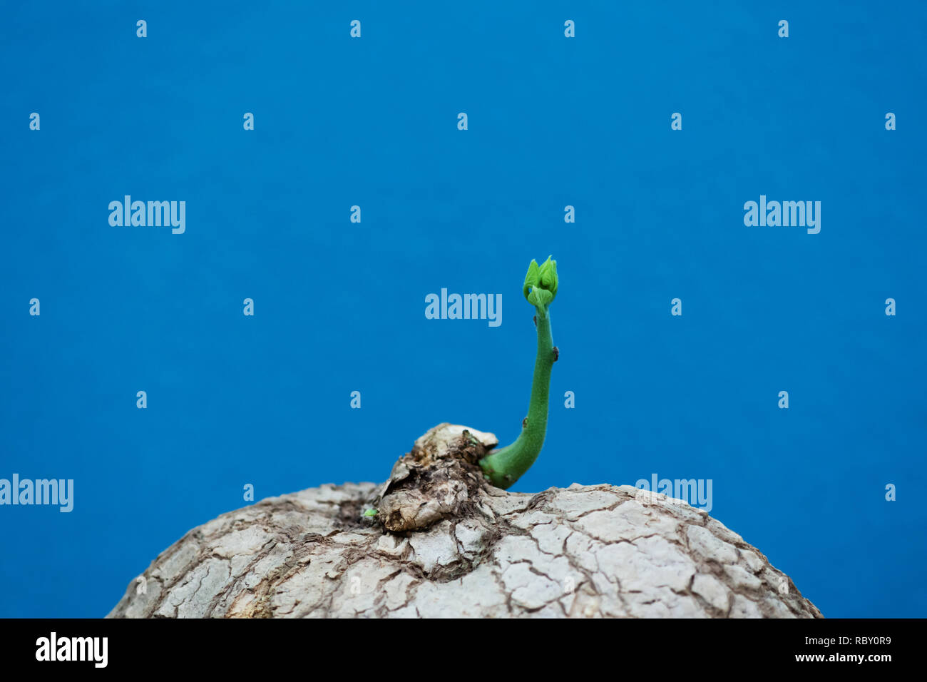 sapling of Stephania pierrei Diels on blue background. home decoration young plant growing on the top of  Stephania pierrei Diels root. Stock Photo