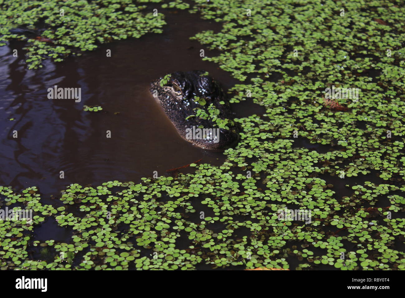 Louisiana swamp boat hi-res stock photography and images - Alamy