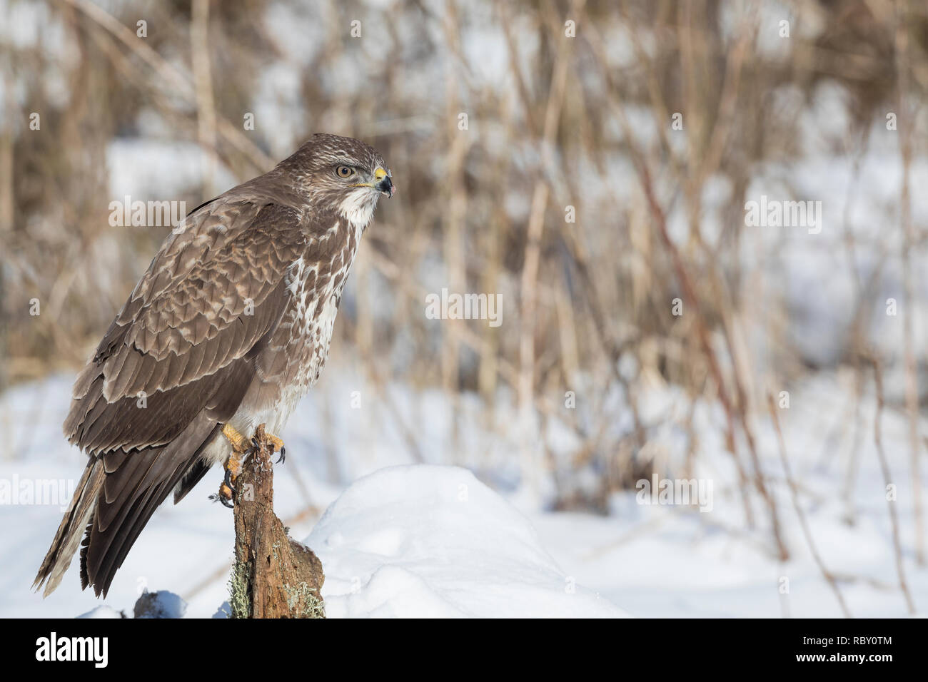 Mäusebussard, im Schnee, Winter, Mäuse-Bussard, Bussard, Buteo buteo, common buzzard, buzzard, snow, La Buse variable Stock Photo