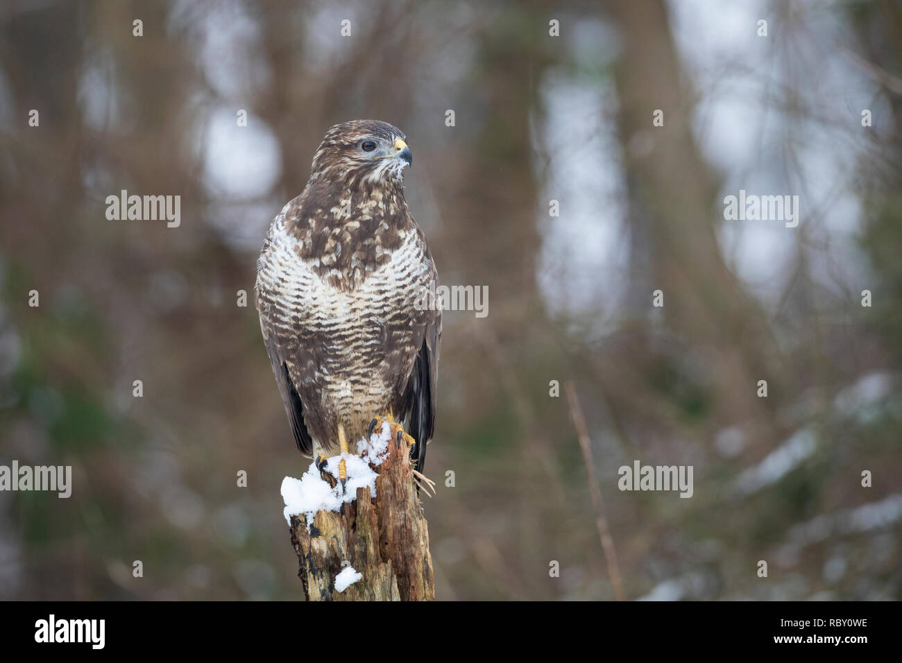 Mäusebussard, im Schnee, Winter, Mäuse-Bussard, Bussard, Buteo buteo, common buzzard, buzzard, snow, La Buse variable Stock Photo