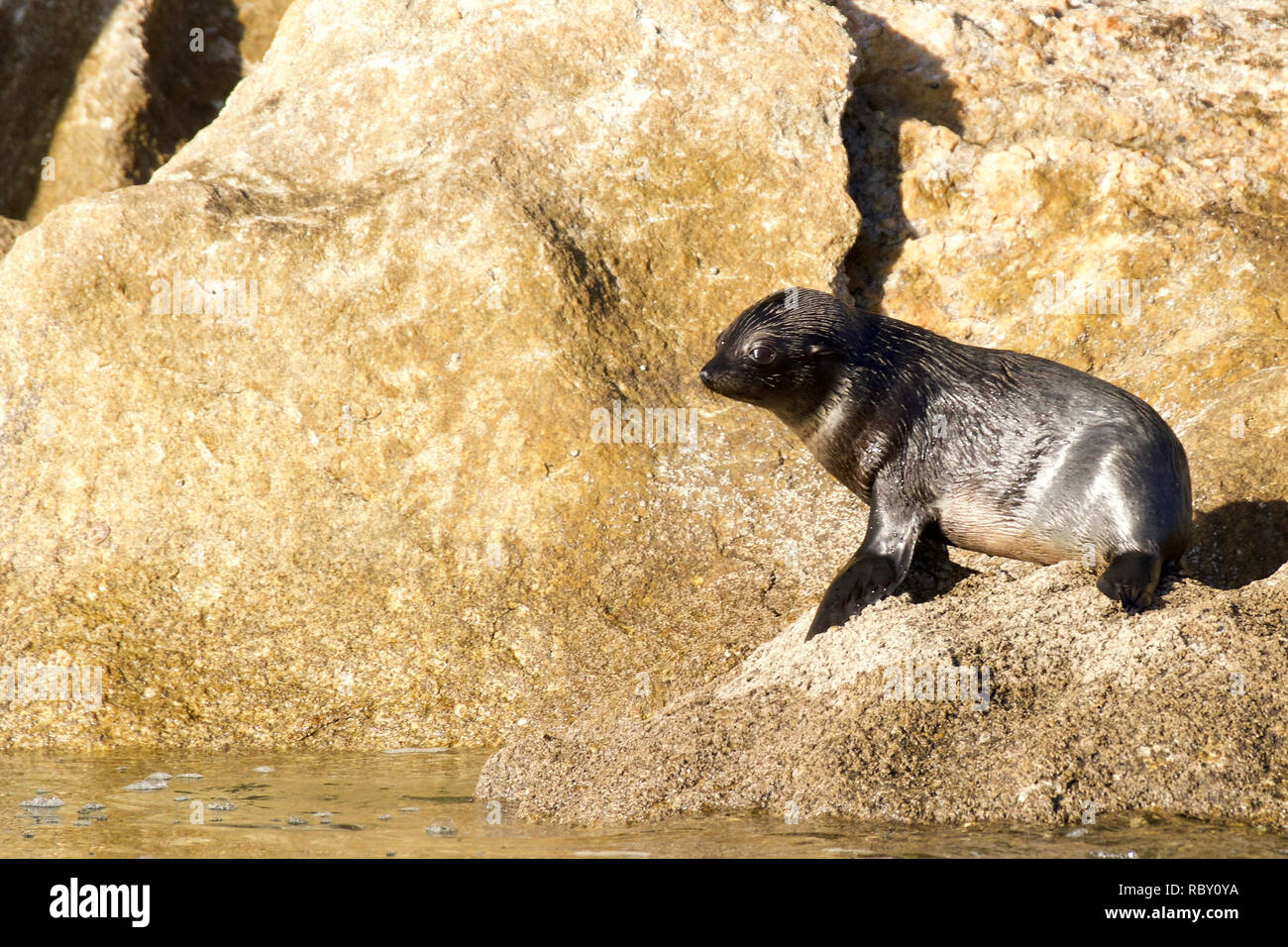Sealion pup resting after a swim Stock Photo