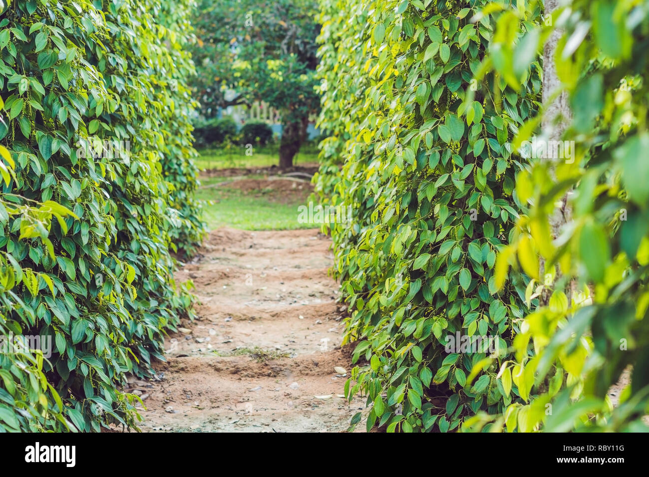 Black pepper farm in Vietnam, Phu Quoc Stock Photo Alamy