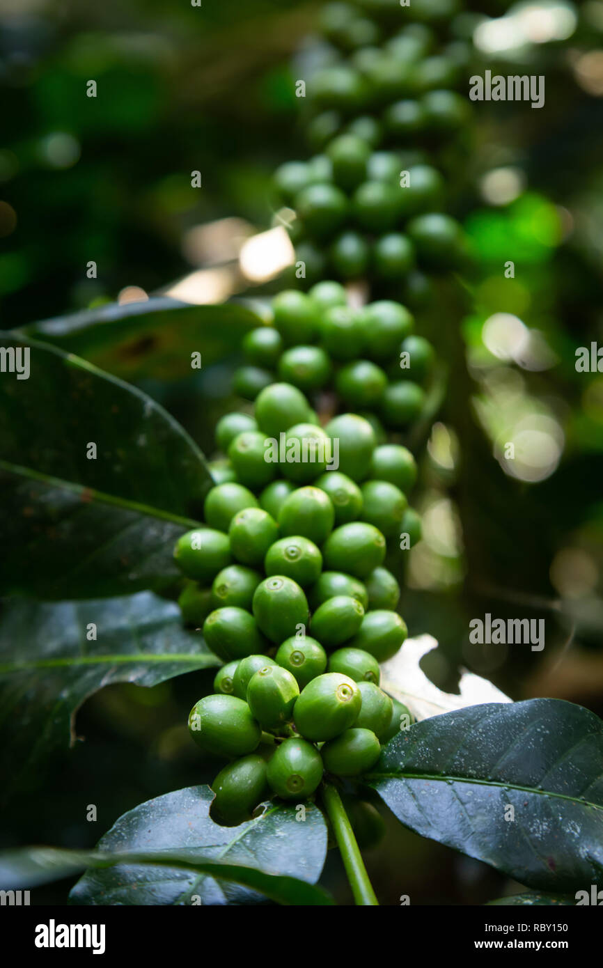 Young Coffee Trees Conilon Robusta Coffea Stock Photo 2348726333