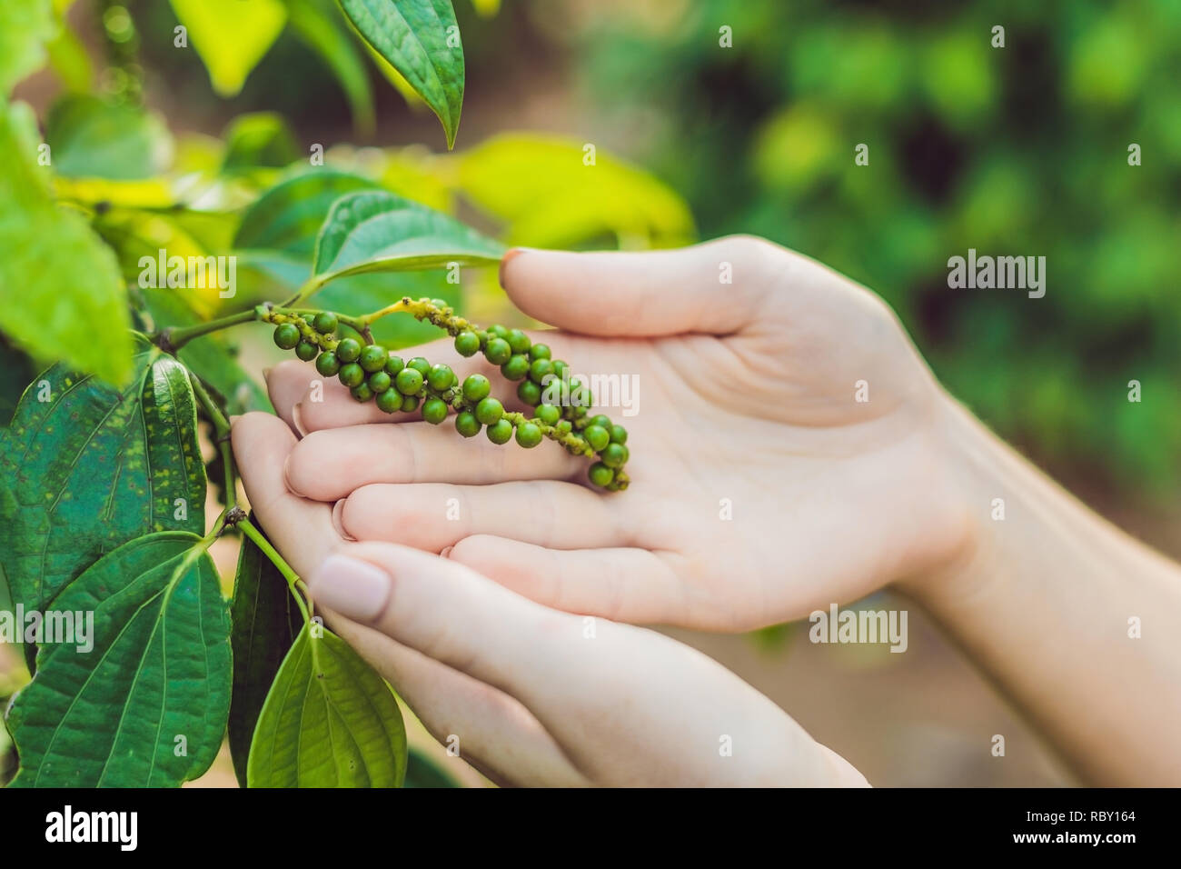 Hands of a young woman on a black pepper farm in Vietnam, Phu Quoc