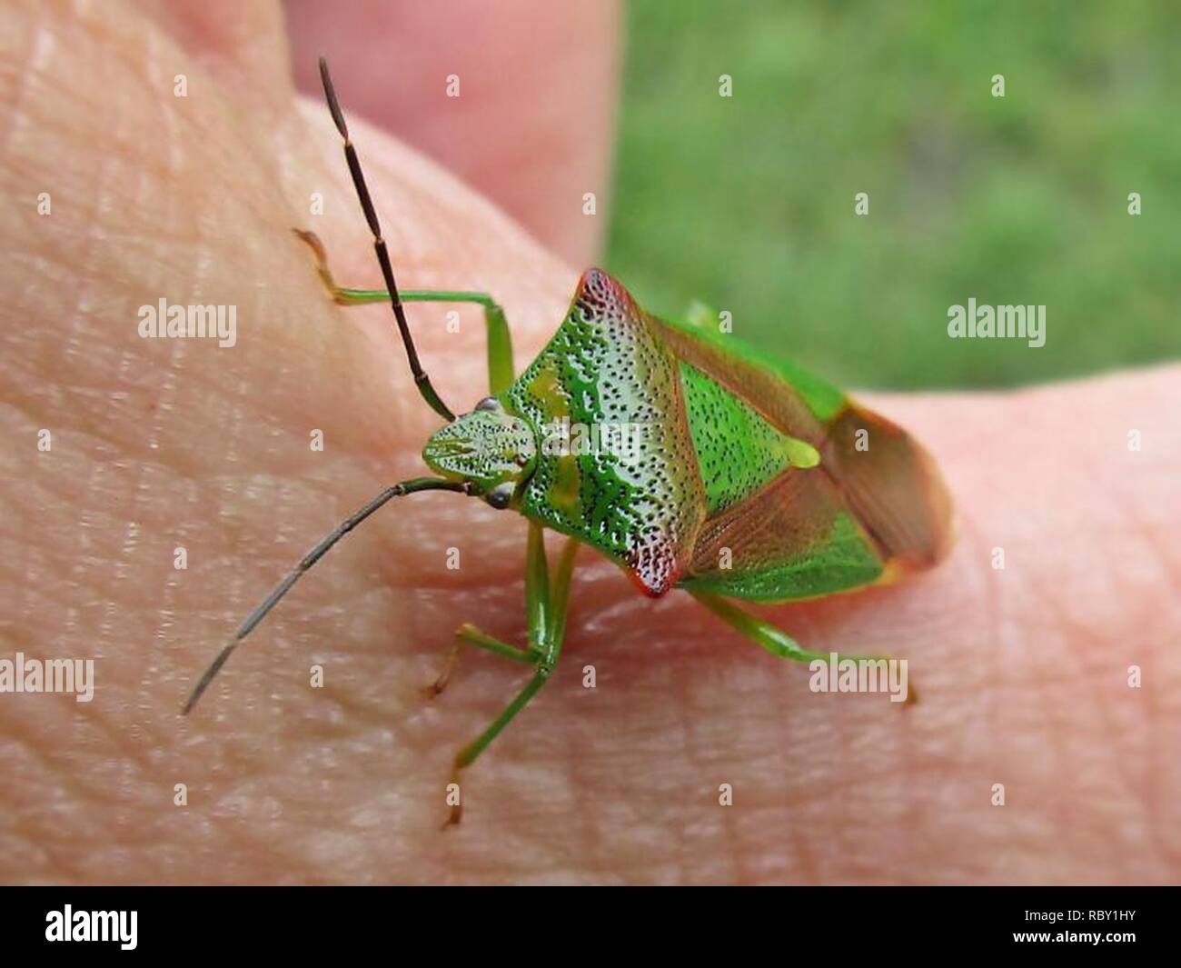 Acanthosoma haemorrhoidale (Hawthorn shield bug) Boukoul the ...