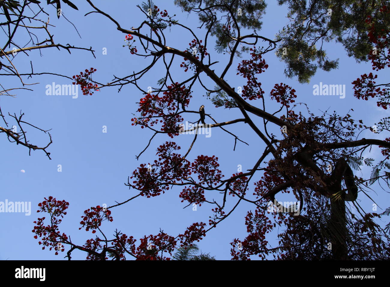 Canopy of Royal Poinciana Tree (Delonix Regia), Gold Coast, Australia Stock Photo
