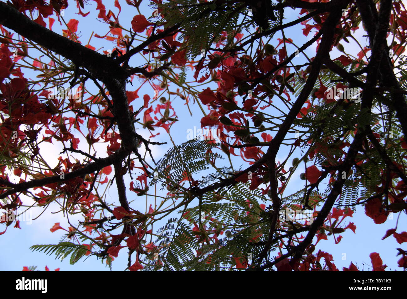 Canopy of Royal Poinciana Tree (Delonix Regia), Gold Coast, Australia Stock Photo