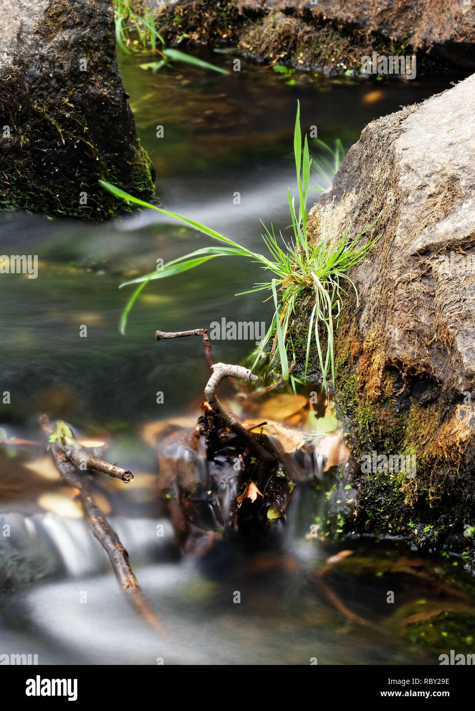 Detail view of flowing water of a small river, the water flowing past a large stone, partially covered with moss and grass, tufts of grass on the ston Stock Photo