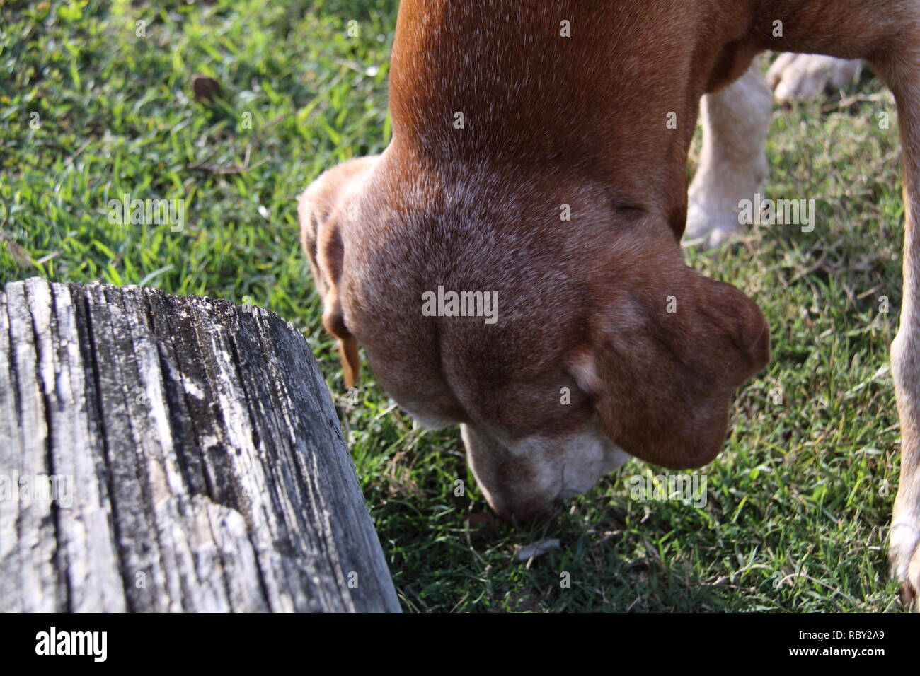 Vizsla Dog (Canis Familiaris) Sniffing in Park Alongside Log Stock Photo