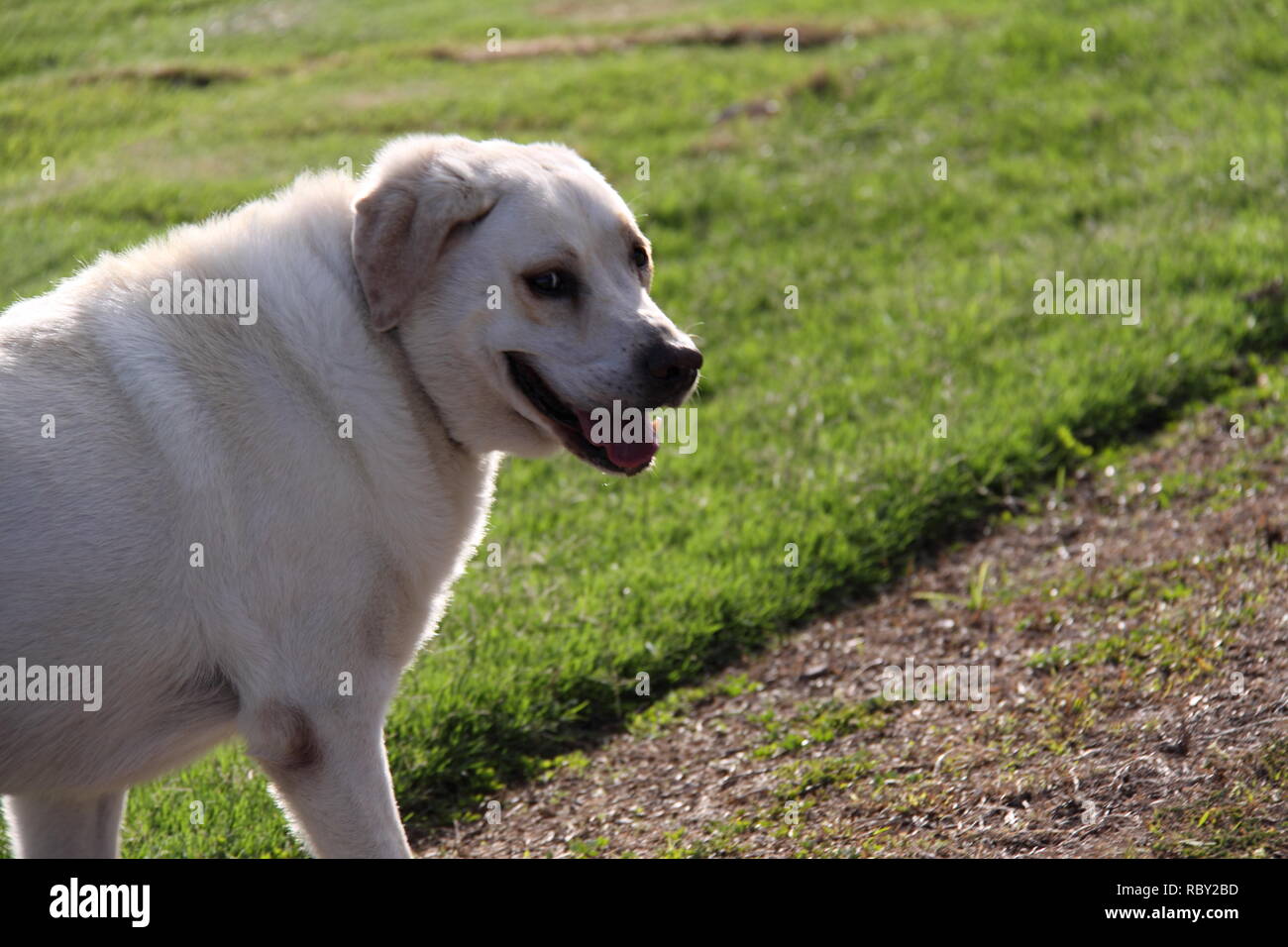 Labrador Retriever Dog Walking in Park (Canis Familiaris) Stock Photo
