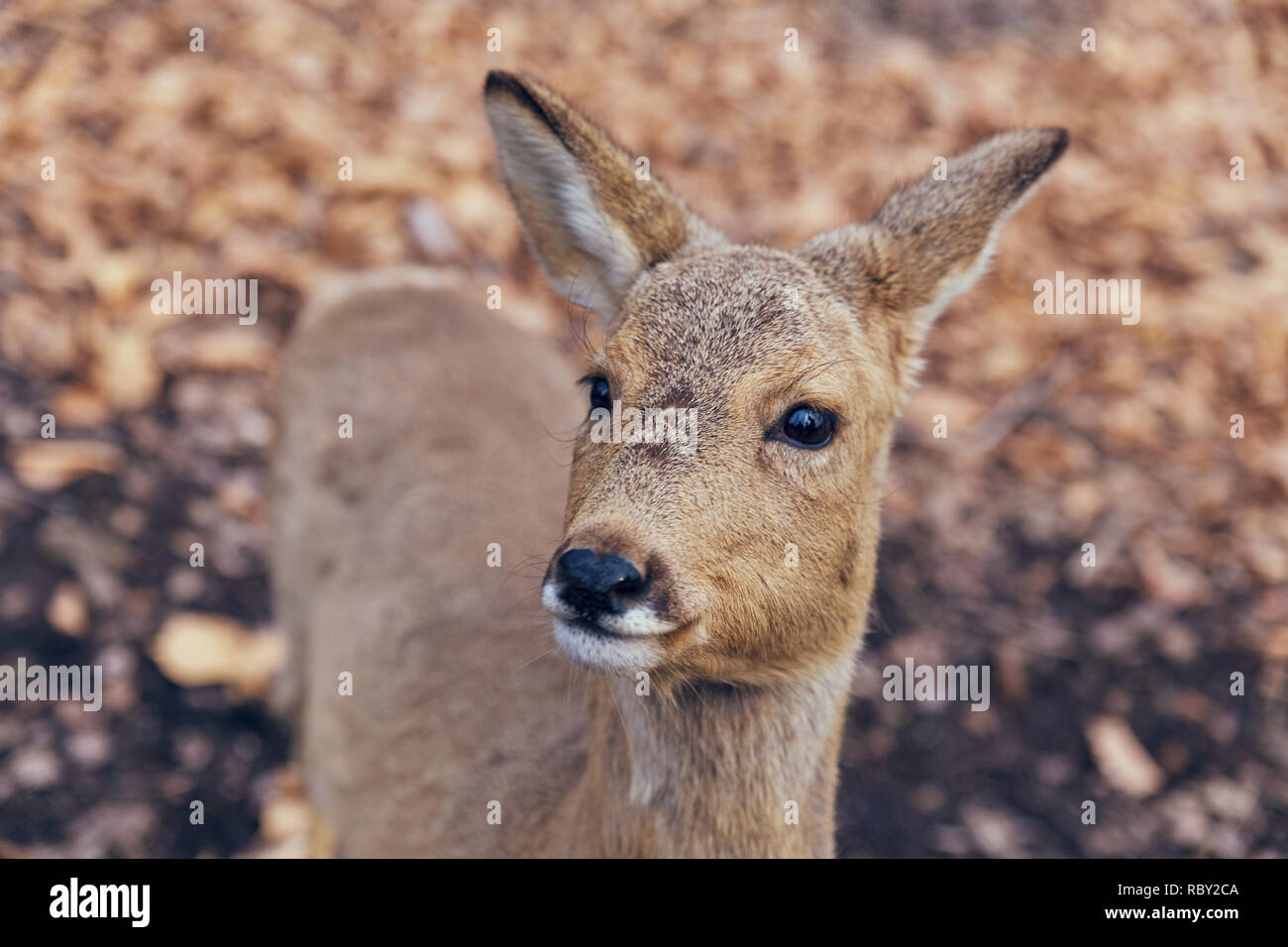 Female roe deer close hi-res stock photography and images - Alamy