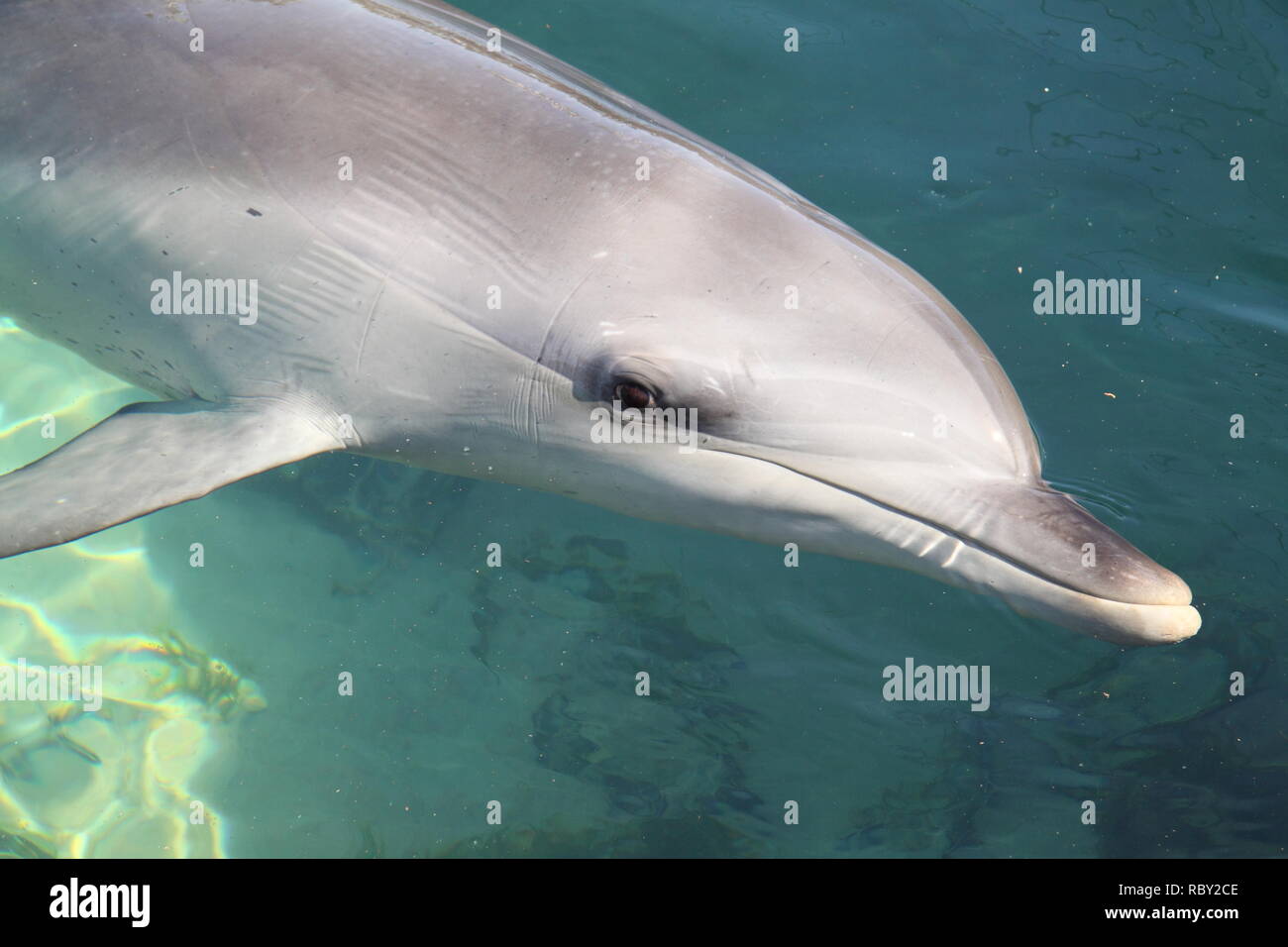 Common Bottlenose Dolphin (Tursiops Truncatus) Close Along Shoreline Stock Photo