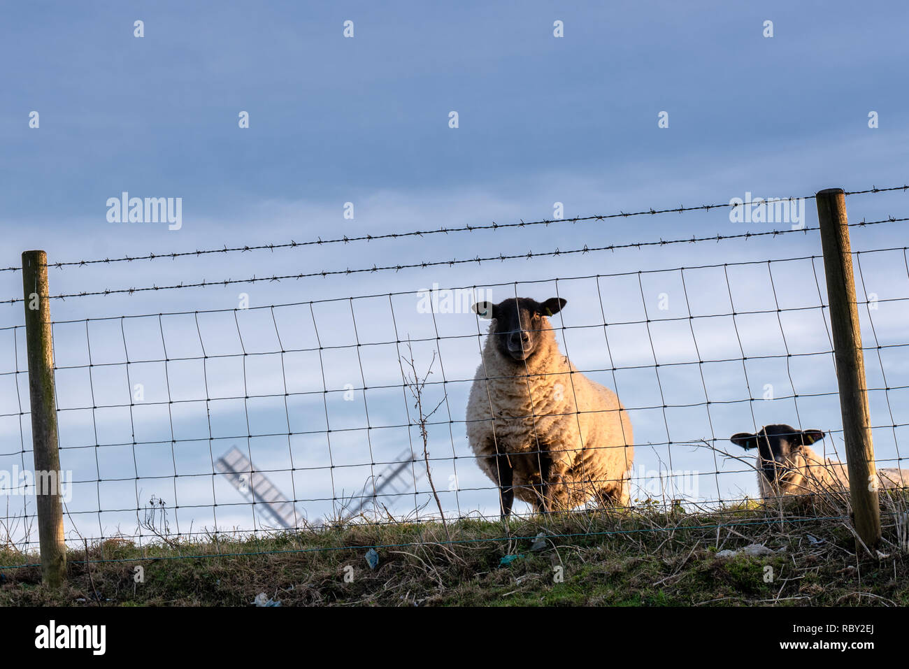 Pregnant sheep hi-res stock photography and images - Alamy