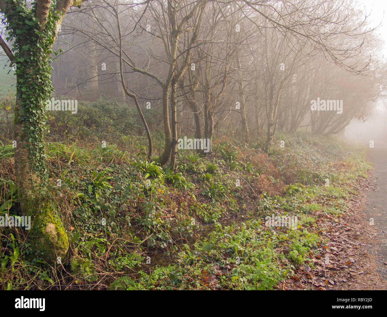 beautiful and eerie foggy woodland deep in the Devon countryside near Bideford Stock Photo