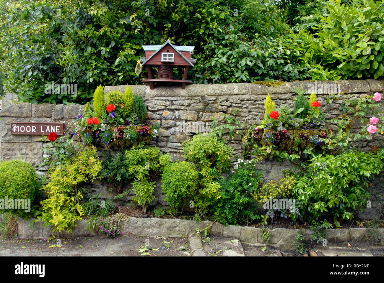 Flowers growing on roadside wall, Moor Lane, Youlgreave, Derbyshire Stock Photo Alamy