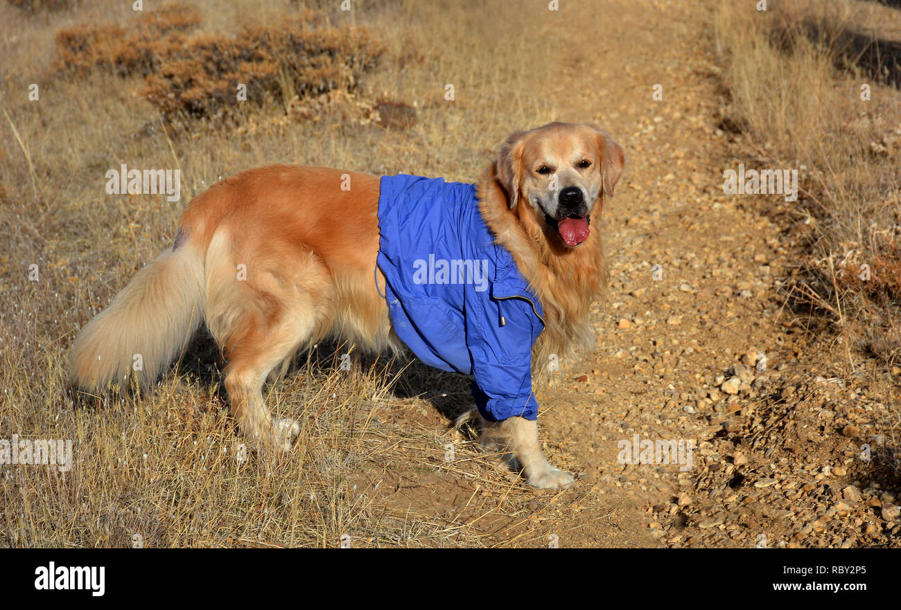 Cute golden dog. Golden Retriever. Stock Photo