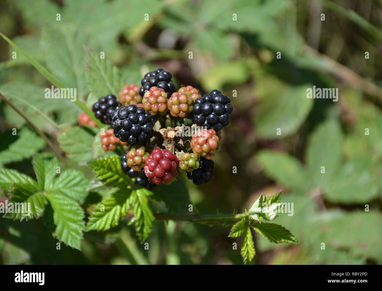 Blackberries Red and Black. Wild fruits blackberries on a branch. Stock Photo