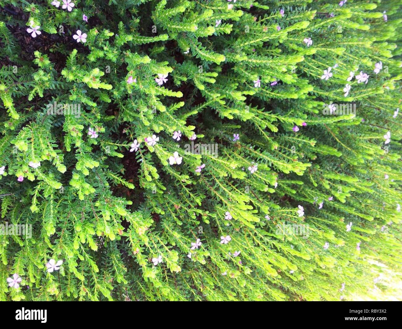 Acmadenia mundiana De Hoop Buchu rare Limestone coastal fynbos